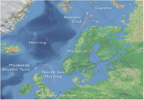 해수온도 상승시 북대서양 어족자원의 이동 경로